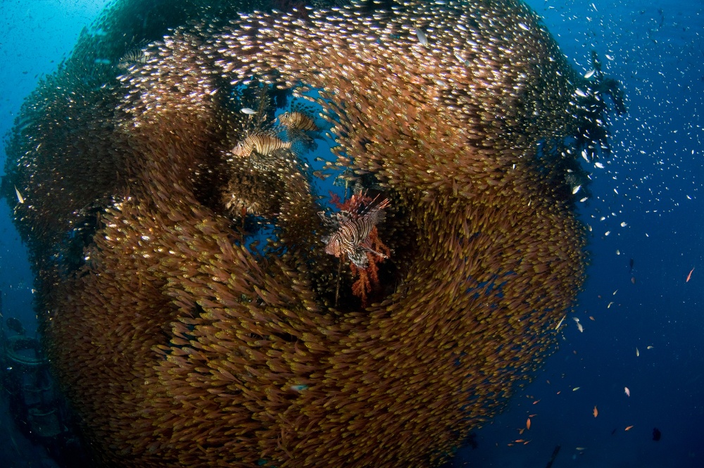 Glass and Lion Fish von Ilan Ben Tov