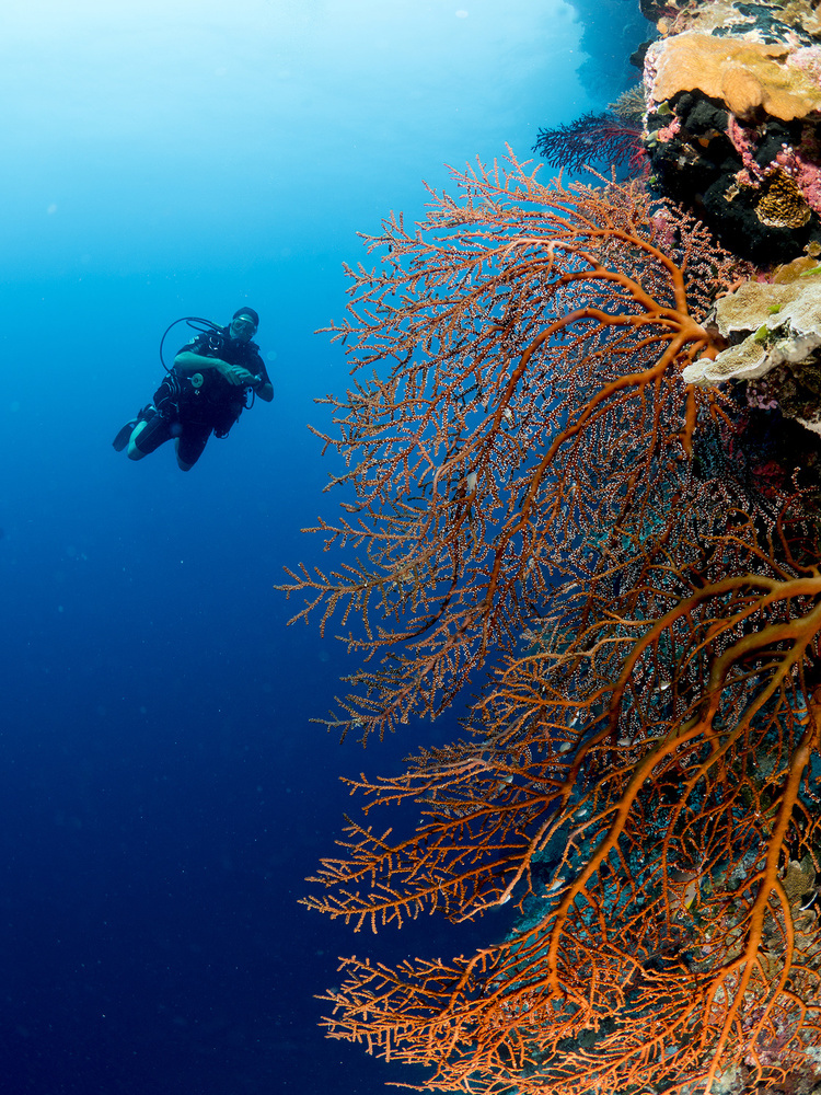 Gorgonia and a diver von Ilan Ben Tov