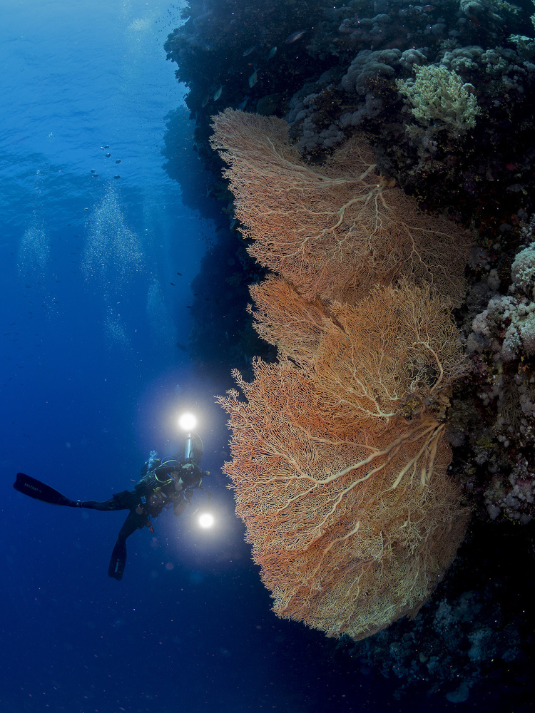 Gorgonian Coral and an Underwater photographer von Ilan Ben Tov