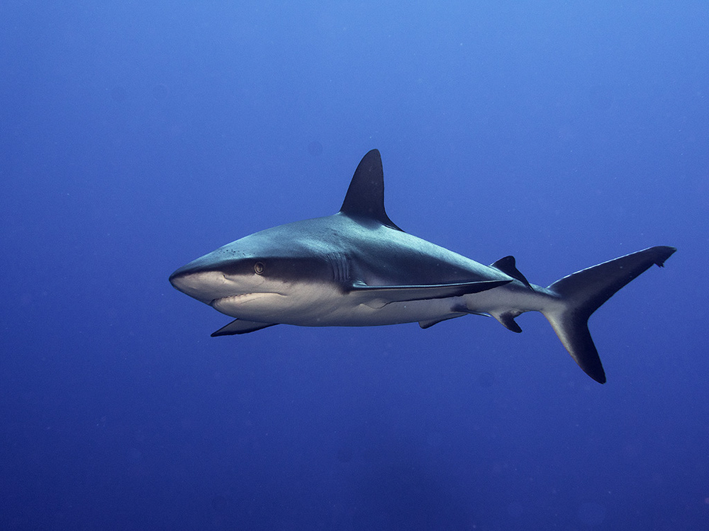 Grey Reef Shark  (Carcharhinus amblyrhynchos) von Ilan Ben Tov