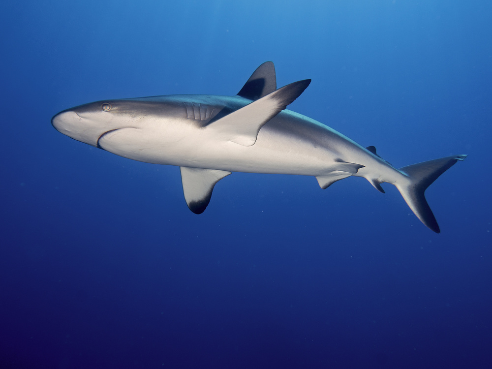 Grey Reef Shark (Carcharhinus amblyrhynchos) von Ilan Ben Tov