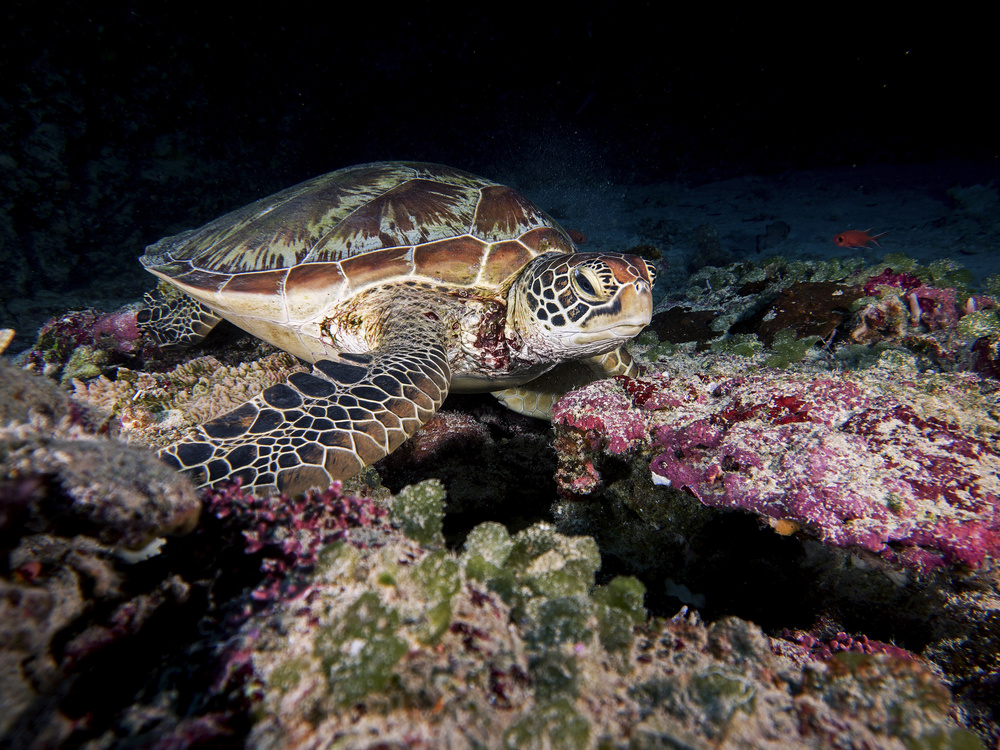 Green Turtle von Ilan Ben Tov