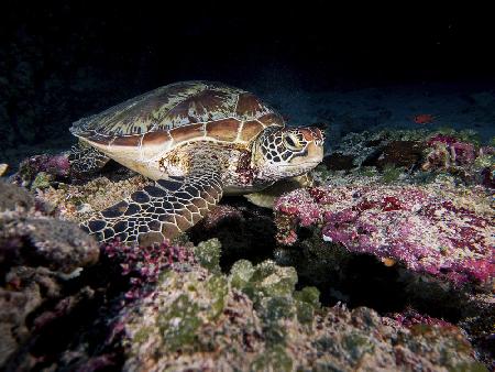 Green Turtle