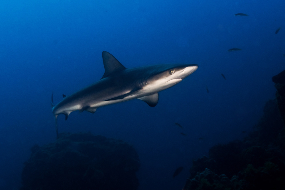 Juvenile Galapagos Shark von Ilan Ben Tov