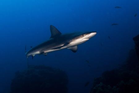 Juvenile Galapagos Shark