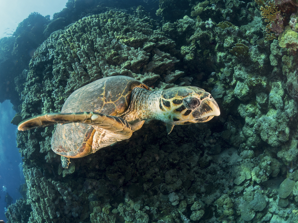 Hawksbill Turtle von Ilan Ben Tov