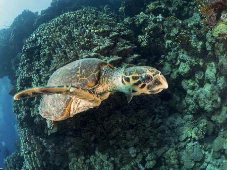 Hawksbill Turtle