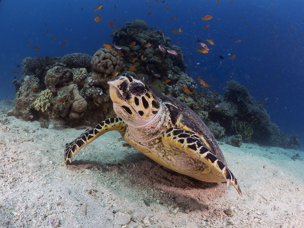 Hawksbill Turtle von Ilan Ben Tov