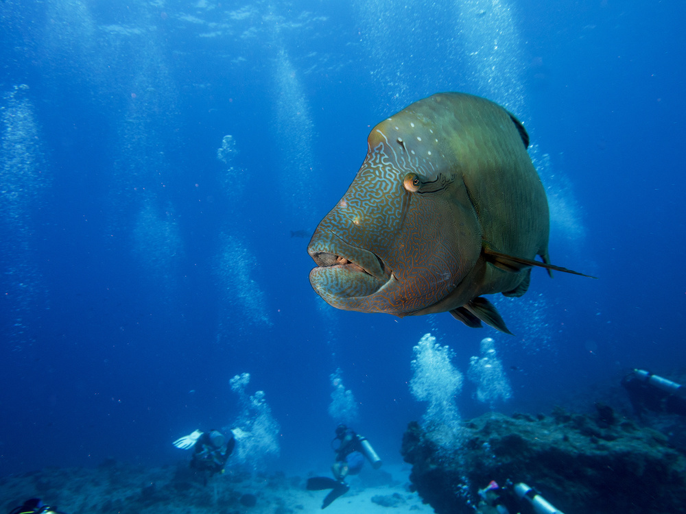 King of the Reef von Ilan Ben Tov