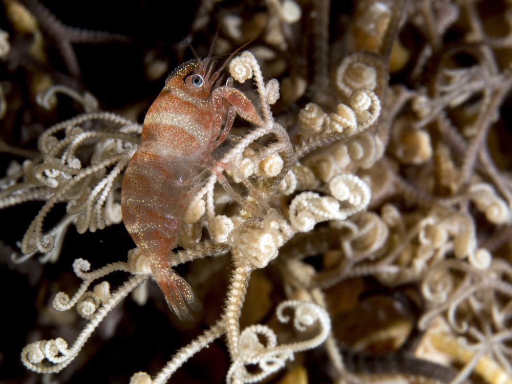 Basket Star Shrimp von Ilan Ben Tov