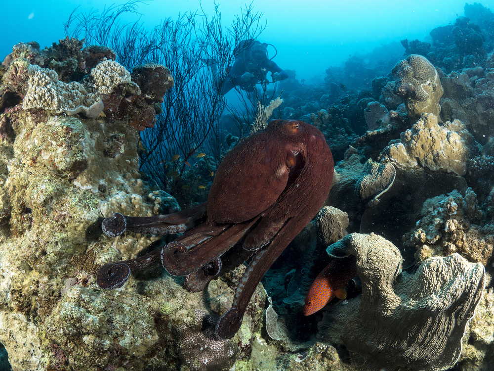 Octopuses Garden von Ilan Ben Tov