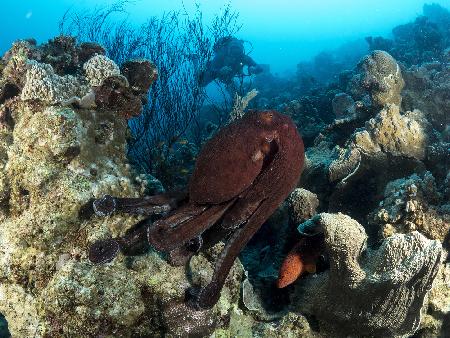 Octopuses Garden