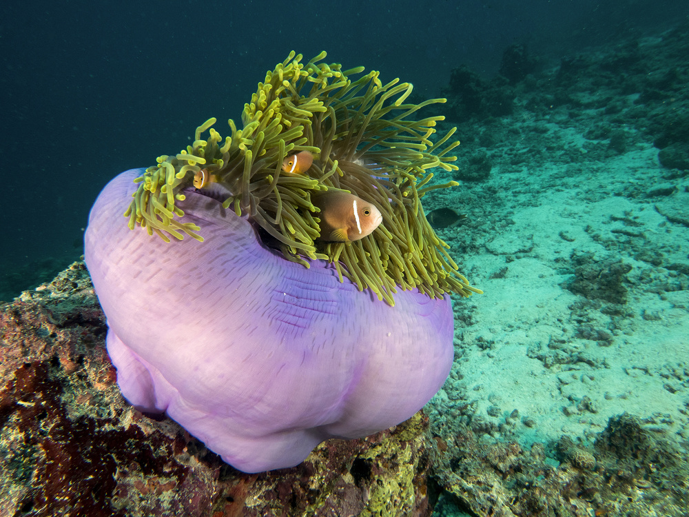 Purple Anemone von Ilan Ben Tov