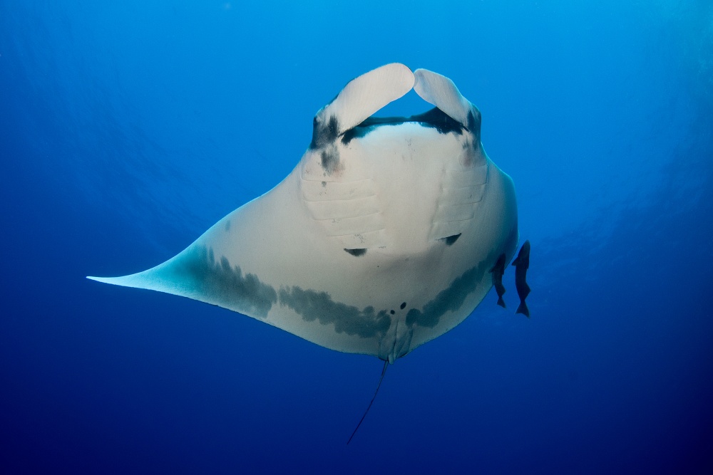 Manta Ray and Remoras von Ilan Ben Tov