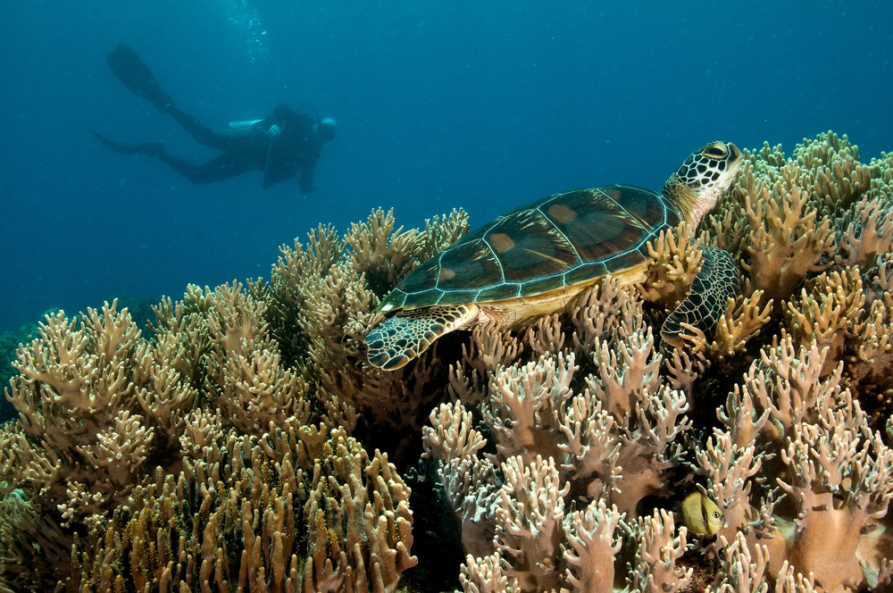 Sea Turtle and a diver von Ilan Ben Tov