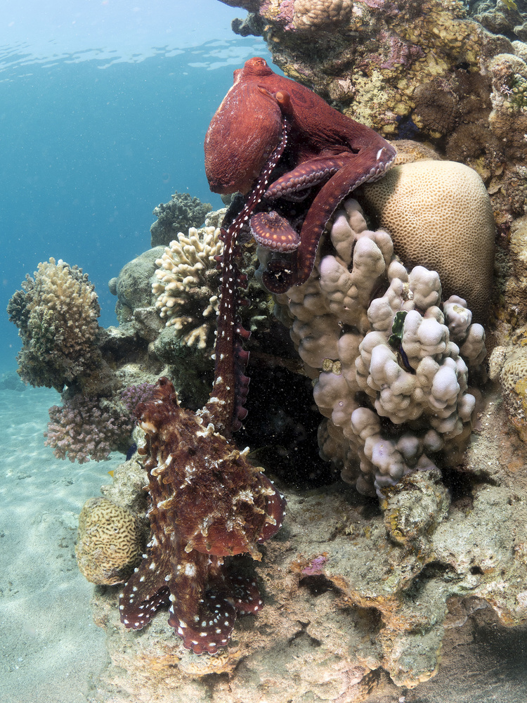 Octopus Mating von Ilan Ben Tov