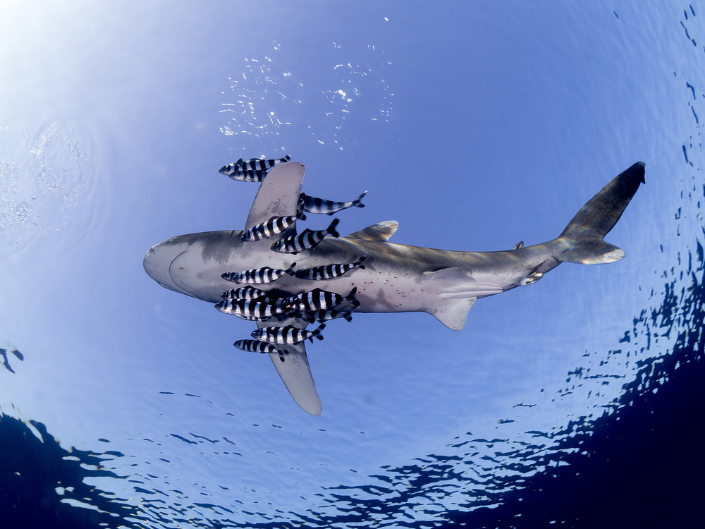 Oceanic White Tip Shark von Ilan Ben Tov