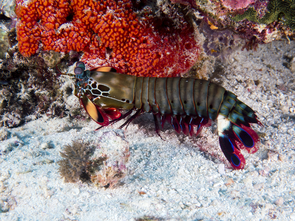 Peacock Mantis Shrimp von Ilan Ben Tov