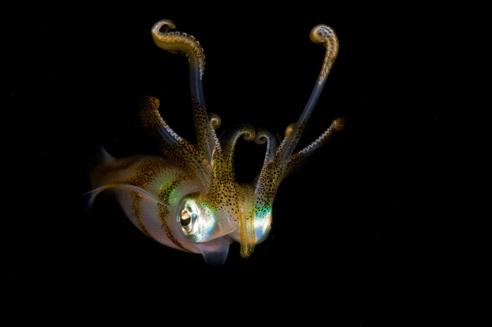 Reef Squid von Ilan Ben Tov