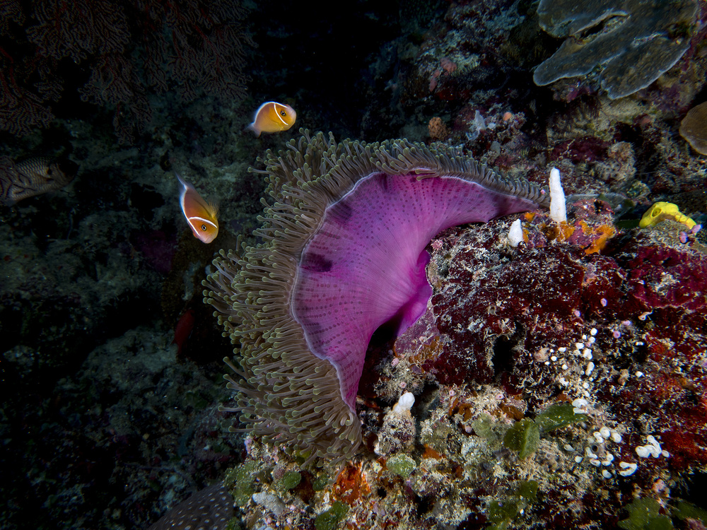 Pink Anemone von Ilan Ben Tov