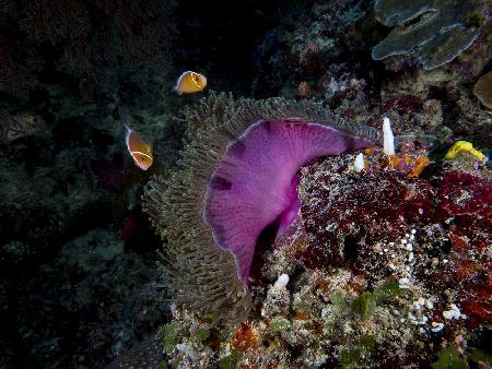 Pink Anemone