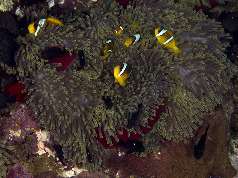 Red Sea Anemone von Ilan Ben Tov