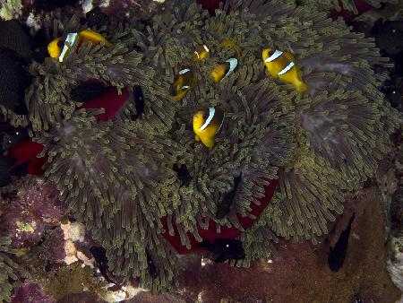 Red Sea Anemone