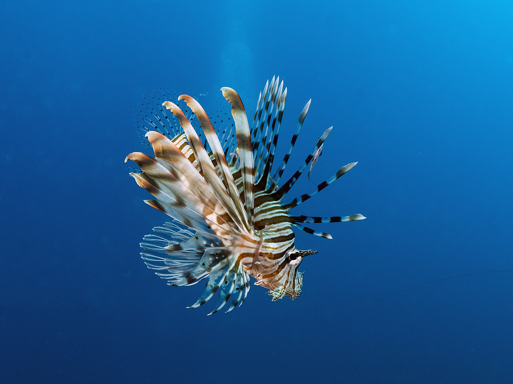 Lionfish von Ilan Ben Tov