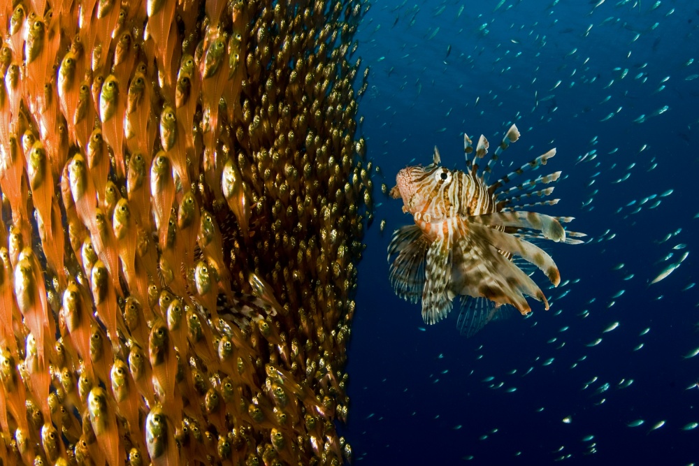 Lion fish staring at its lunch von Ilan Ben Tov