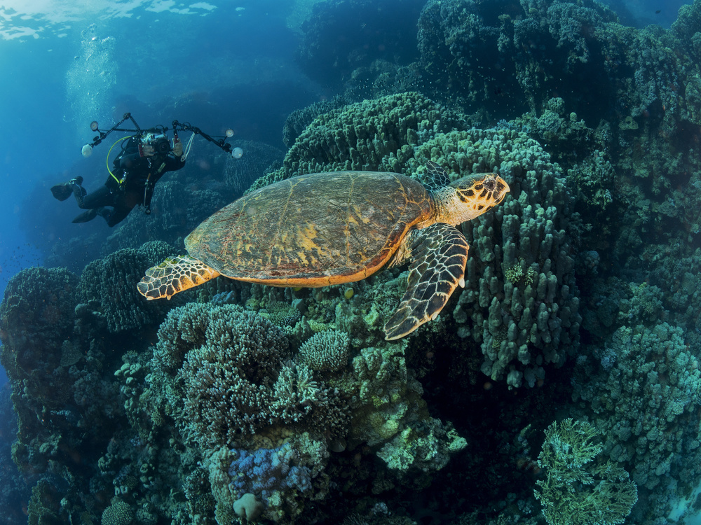 Turtle and a photographer von Ilan Ben Tov