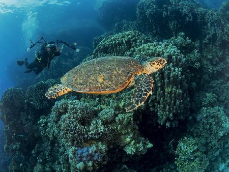 Turtle and a photographer