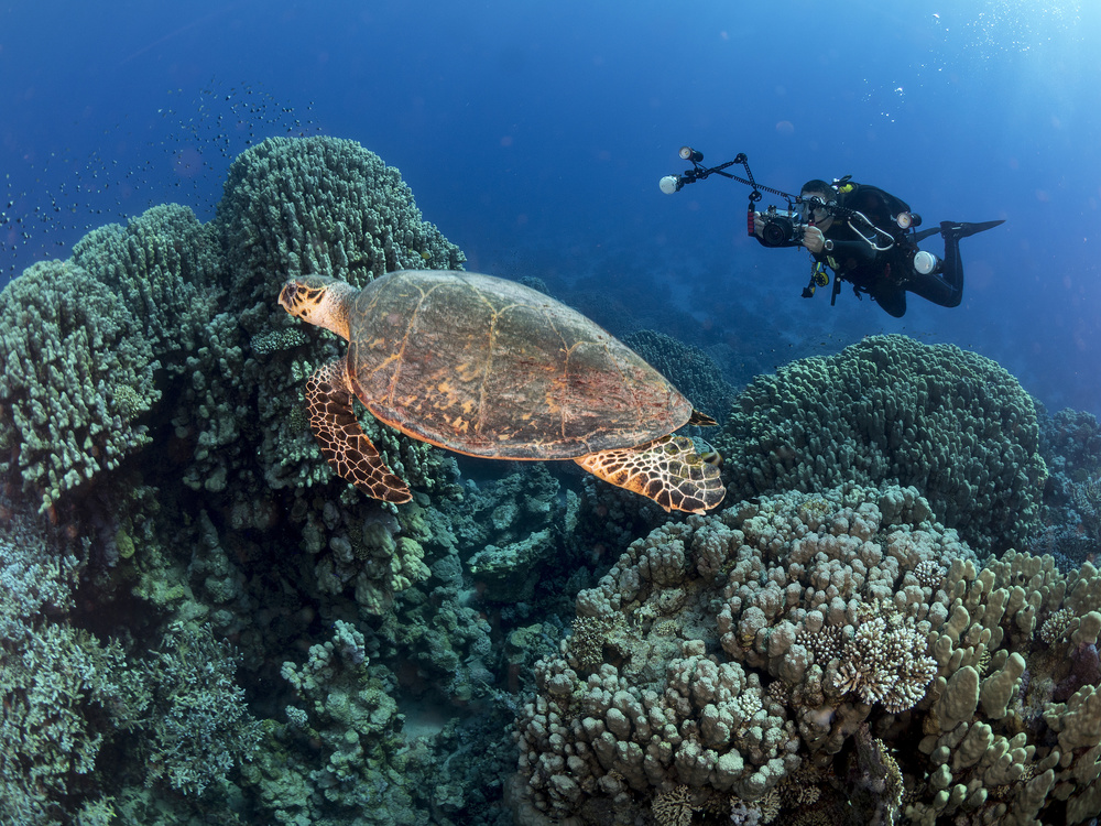 Turtle and a photographer von Ilan Ben Tov