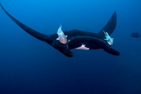 Black Pacific Manta