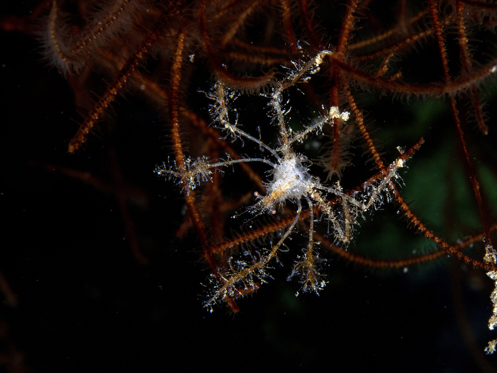 Spider Crab von Ilan Ben Tov