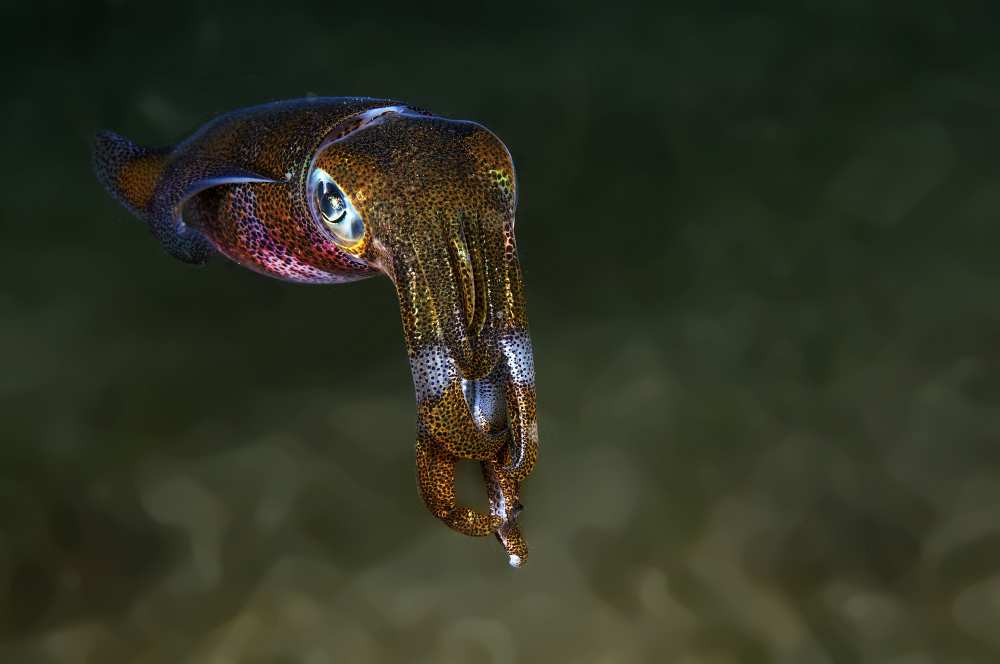 Squid von Ilan Ben Tov