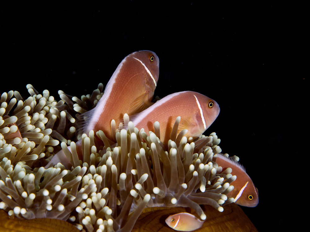 Skunk Anemonefish von Ilan Ben Tov