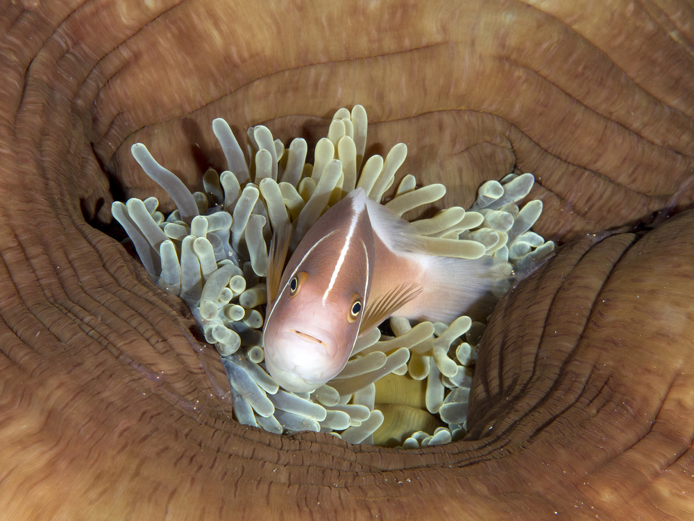 Skunk Anemonefish von Ilan Ben Tov