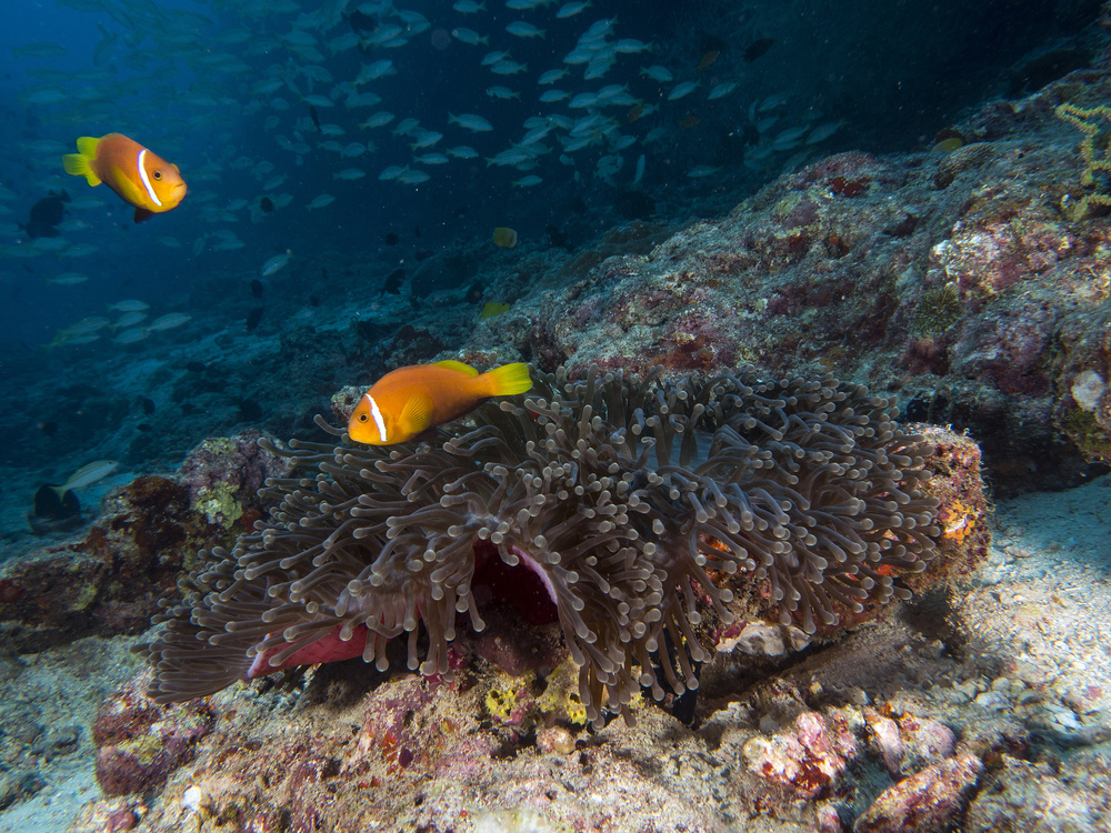 Skunk Anemonefish von Ilan Ben Tov