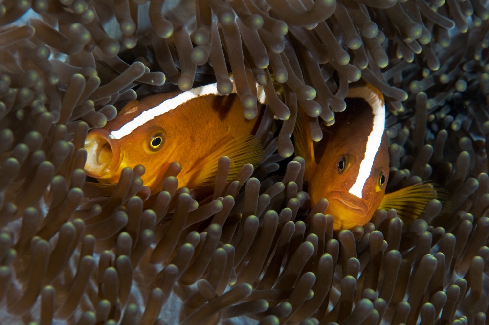 Skunk Anemone Fish von Ilan Ben Tov