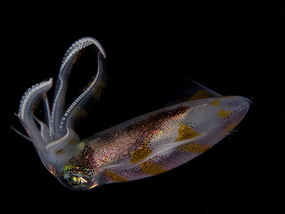 Squid von Ilan Ben Tov