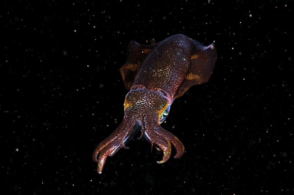 Squid in space von Ilan Ben Tov