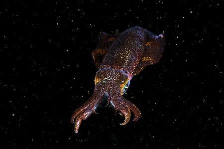 Squid in space