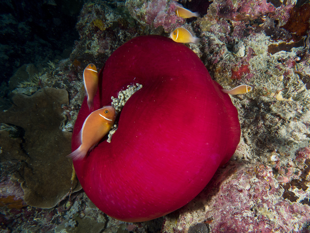 Underwater Tomato von Ilan Ben Tov