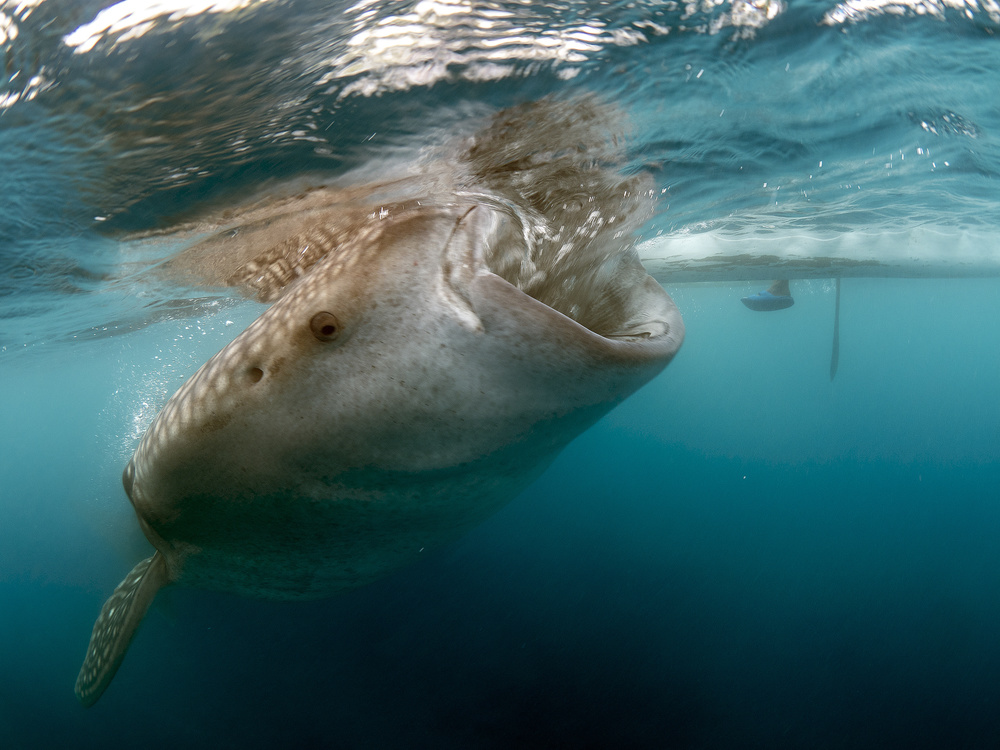 Whale Shark von Ilan Ben Tov