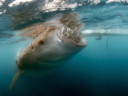 Whale Shark