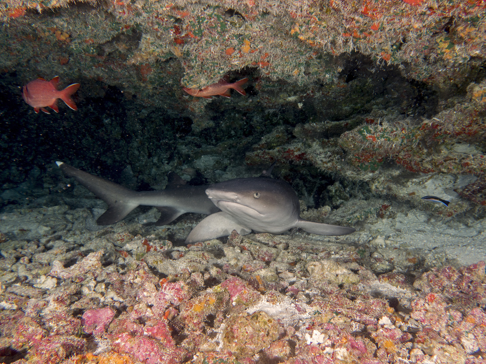 White Tip Reef Shark von Ilan Ben Tov