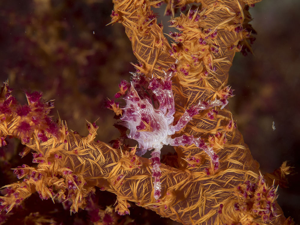 Candy Crab von Ilan Ben Tov