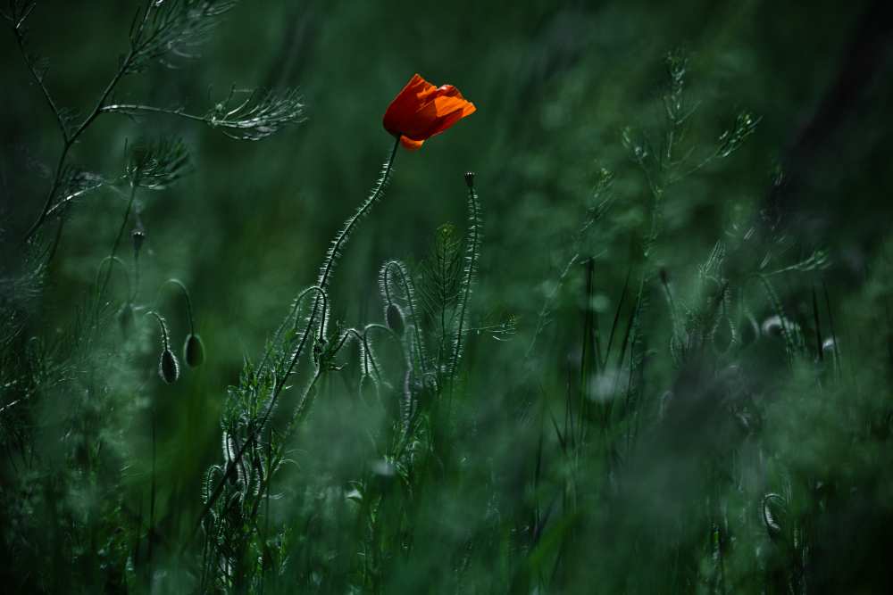 Blow me away... von Ildiko Neer