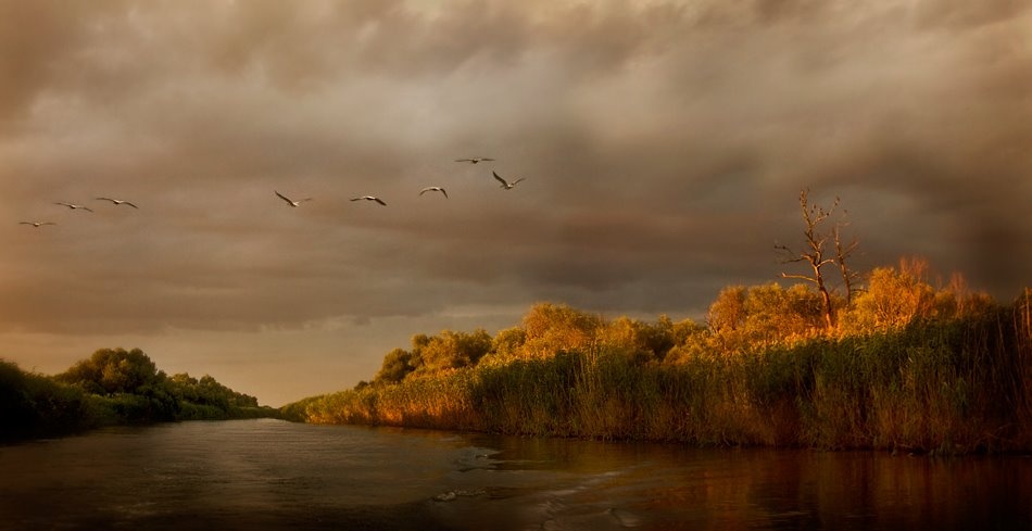 Danube Delta von Ileana Bosogea-Tudor