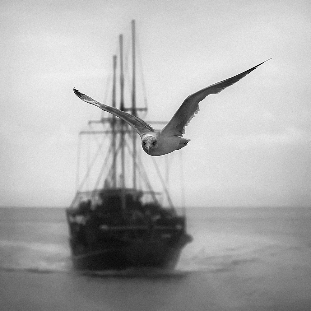 Seagull von Ileana Bosogea-Tudor